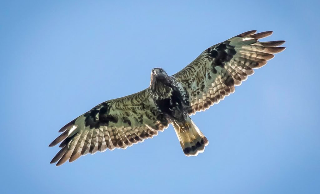 A buzzard in full flight