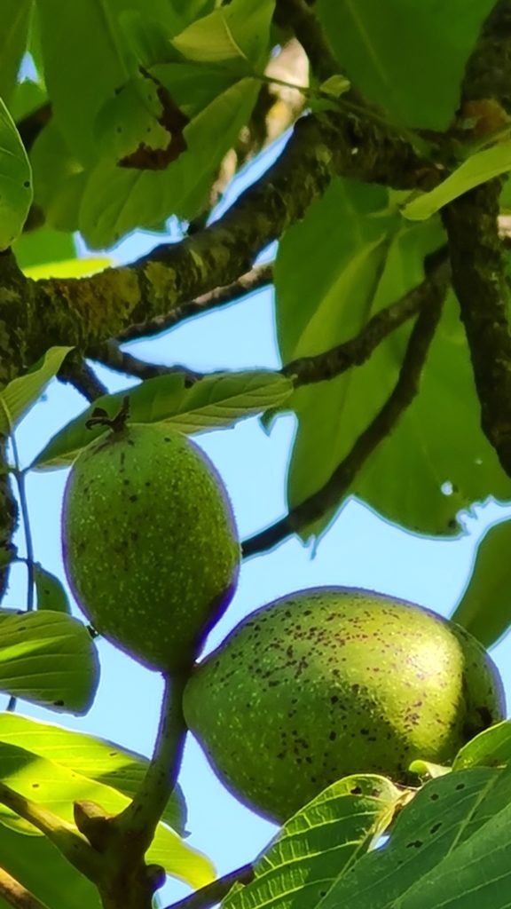 Nuts ripening